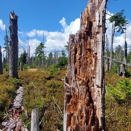 Helle, Lichtdurchflutete Im Herzen Des Bayerischen Waldes, Nationalparknaehe Rinchnach