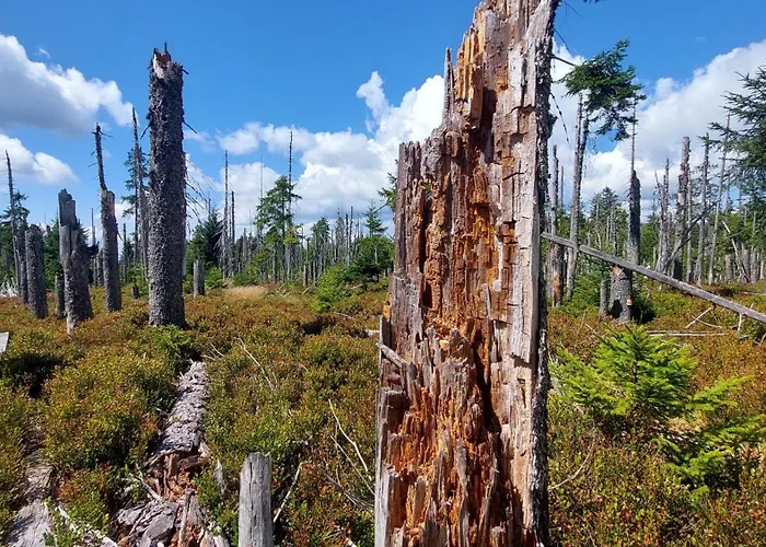 Helle, Lichtdurchflutete Im Herzen Des Bayerischen Waldes, Nationalparknaehe Rinchnach